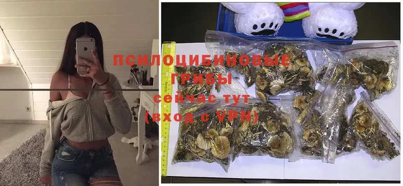 кракен зеркало  Железноводск  Галлюциногенные грибы MAGIC MUSHROOMS 